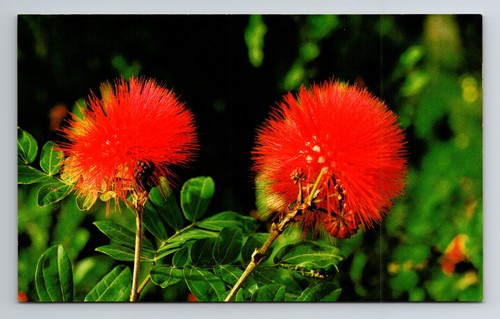 Cartolina ohia lehua - ohia,