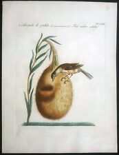 Stampa antica Codibugnolo Palude Manetti Ornitologia uccelli acquaforte 1771