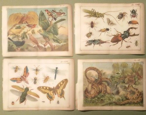 Lotto litografie mondo - litografie,