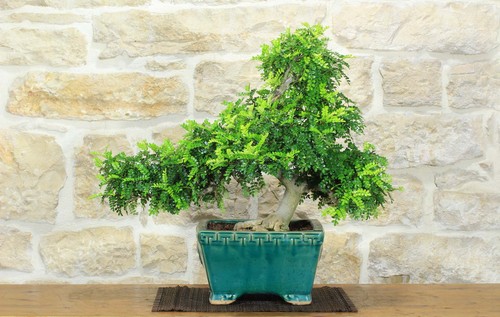 Bonsai pepe giapponese - pepe,