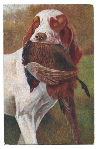 Antica cartolina animali cane - antica, animali: