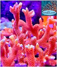 Live Aquaculture Saltwater SPS