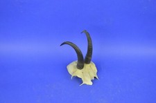 086CAM Trofeo di caccia di camoscio 16cm