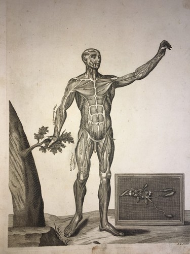 MEDICINA-ANATOMIA