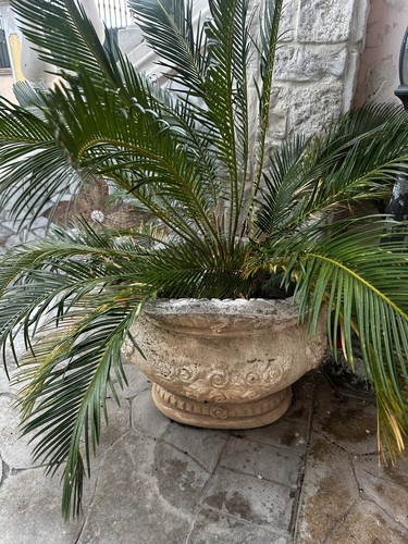 Cycas revoluta coppia - revoluta, 2