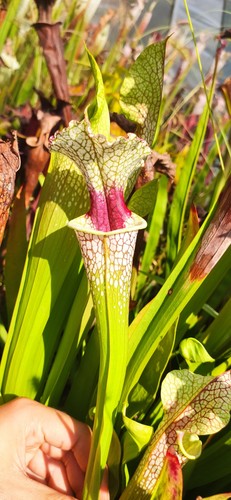 Sxm54 cedric medium - , rhizome