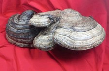 Coppia di funghi esca del fuoco da ornamento