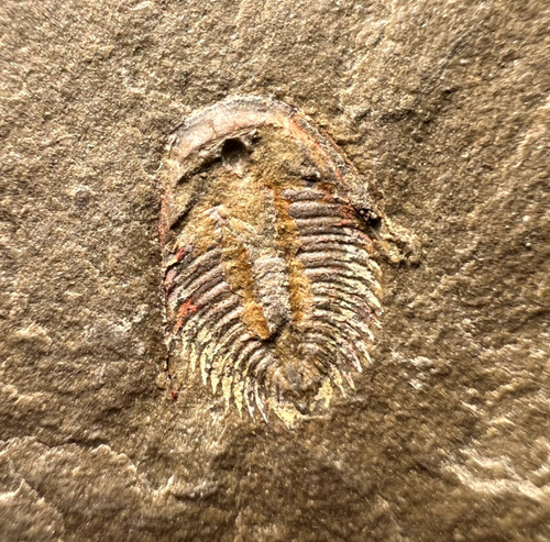 Dactylocephalus trilobite - dactylocephalus, sp.