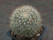Pediocactus simpsonii v