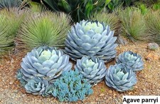 Agave parryi subsp parryi