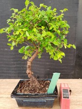 Bonsai olmo cinese - h, 30