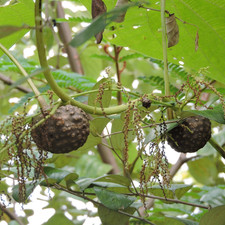 Dioscorea bulbifera, patata ad