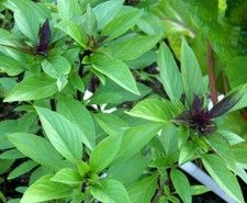 100+ Thai Basil Seeds(Ocimum