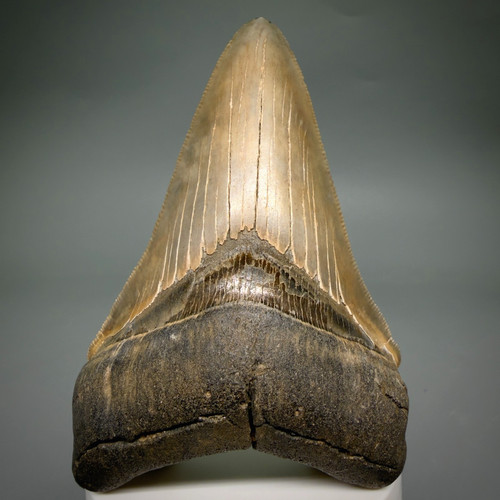 Dente squalo megalodon - dente,