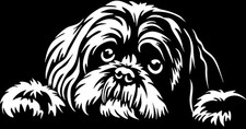 Adesivo SHIH-TZU - adesivo
