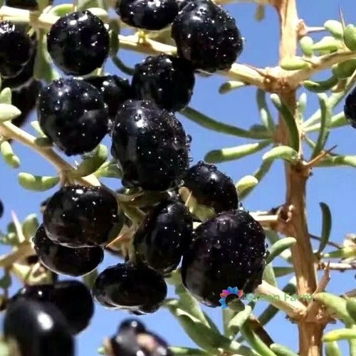 Semi lycium ruthenicum - 20,