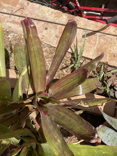 Neoregelia rosea lineata - neoregelia, ‘rosea
