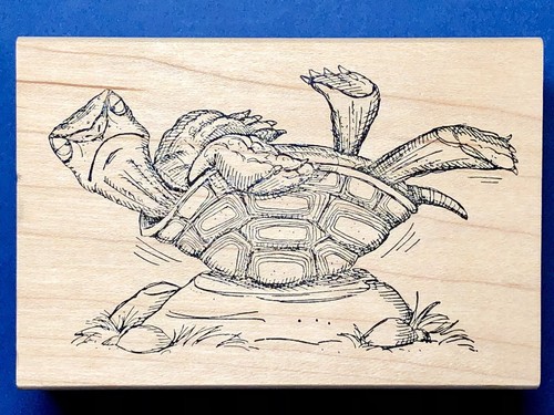 Turtle back art - on,
