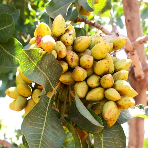 Semi albero pistacchio - pistacchio, |