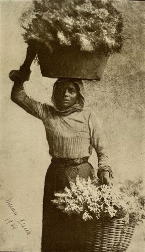 South african cape flower - african, girl