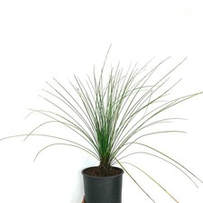 Dasylirion longissimum ACR61 -