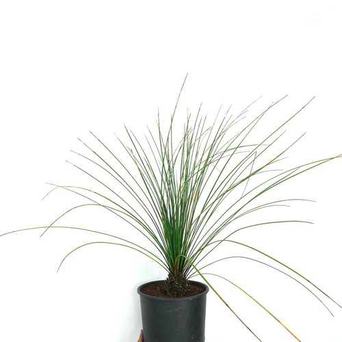 Dasylirion longissimum acr61 - longissimum,