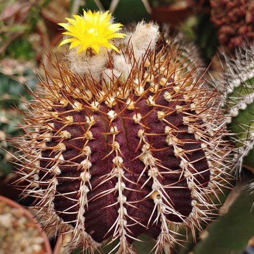 Uebelmannia buingii grani - 12,