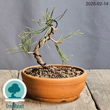 Pinus Mugo Bonsai Outdoor