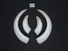 Pistola cinghiale (n. 1692)