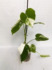 Monstera Albo Variegata  EXACT