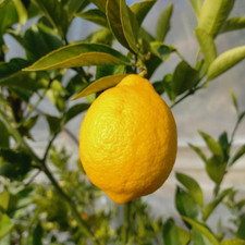 PIANTA DI LIMONE MEYER in
