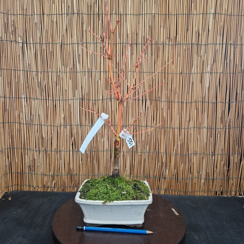 Bonsai acero hoo - bi-hoo, h
