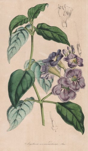 Asystasia coromandeliana india - coromandeliana,