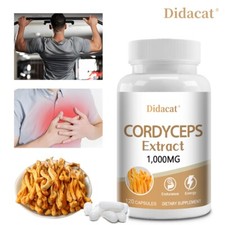 Cordycep estratto sinensis - cordycep,