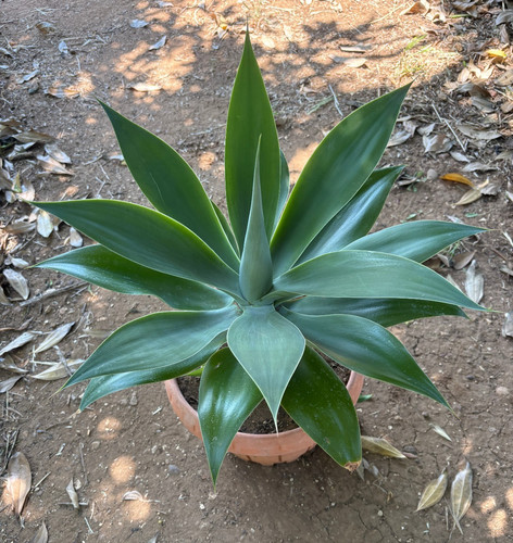 Agave attenuata pianta da - attenuata,