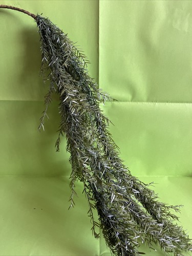 Rami pianta verde foglie - 4,
