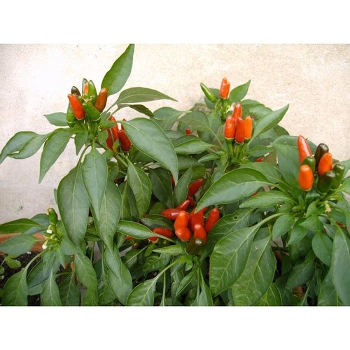 Semi peperoncino piccante - 30,