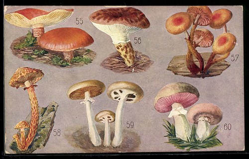 Funghi spugna bastone fungo - funghi,, bastone,