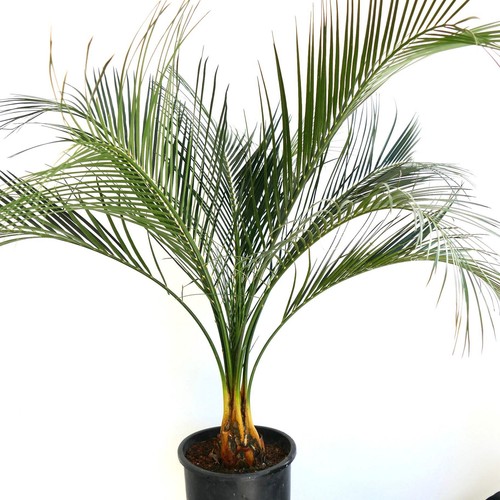 Macrozamia mountperriensis 7cm