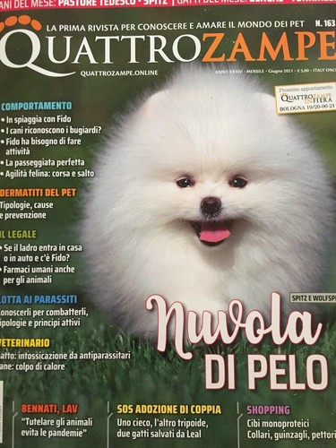 Quattrozampe 2021 163 spitz - 2021, 163.spitz