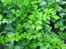 1200 PREZZEMOLO GIGANTE