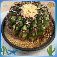 Succulent plant discocactus - plant,