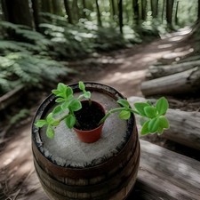 APTENIA CORDIFOLIA -Fiore