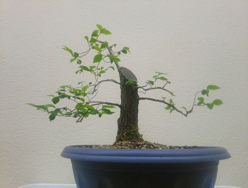 Bonsai olmo ulmus - bonsai, (ulmus