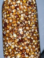 Semi Di Mais Nostrano