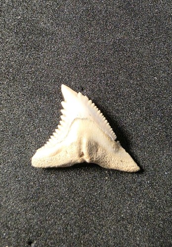 Amazing inch snaggletooth - 0.87,