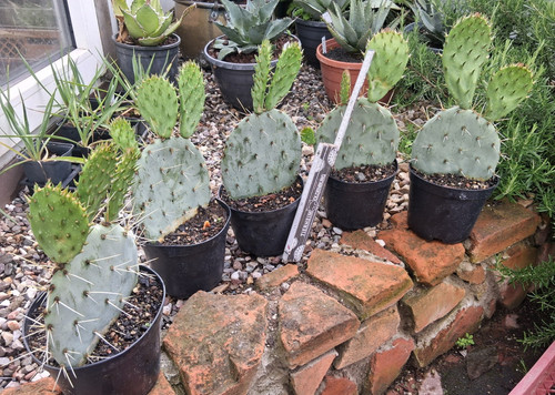 Opuntia engelmannii sandia - opuntia, "sandia"