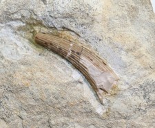 Zahn, Nothosaurus sp., Trias