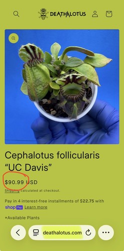 Rare cephalotus follicularis - cephalotus,