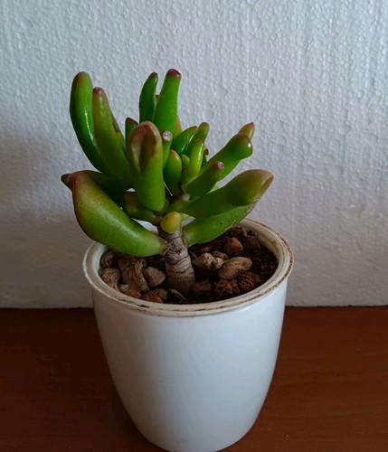 Crassula gollum vaso cm - vaso, 7